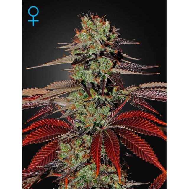 King´s Kush Auto de Green House Seeds