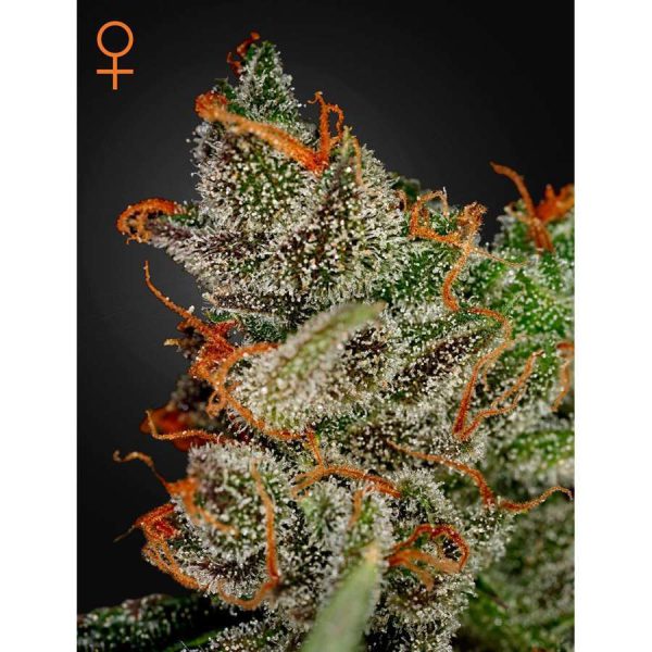 King´s Kush feminizada de Green House Seeds