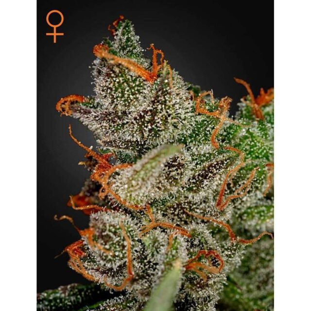 King´s Kush feminizada de Green House Seeds