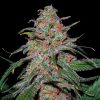 Lemon Skunk feminizada de Green House Seeds