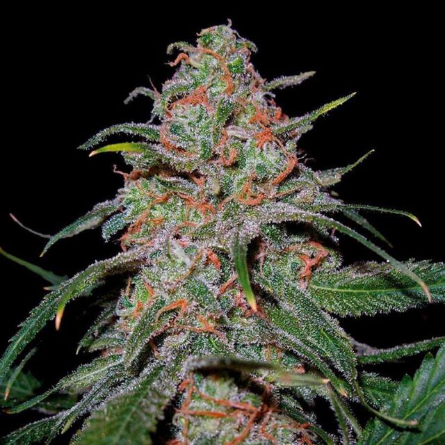 Lemon Skunk feminizada de Green House Seeds