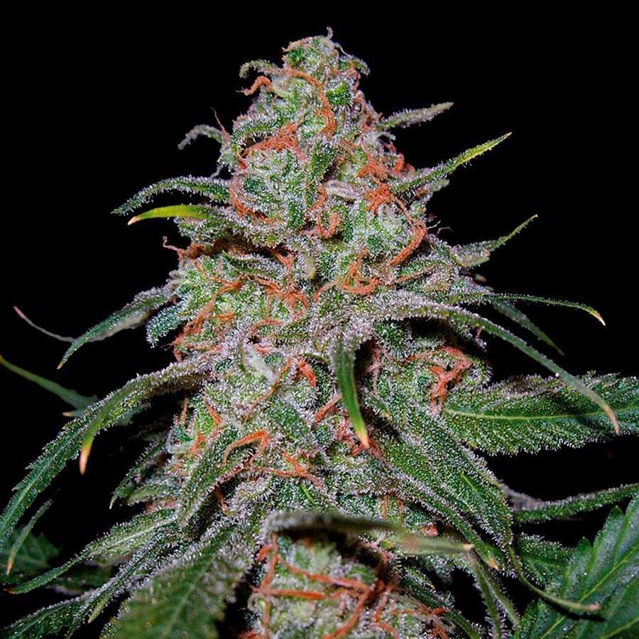 Lemon Skunk feminizada de Green House Seeds