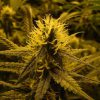 Lemon Skunk feminizada de Green House Seeds