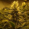Lemon Skunk feminizada de Green House Seeds