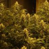 Lemon Skunk feminizada de Green House Seeds