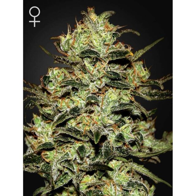 Moby Dick feminizada de Green House Seeds