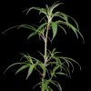 Neville´s Haze feminizada de Green House Seeds