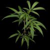Neville´s Haze feminizada de Green House Seeds