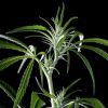 Neville´s Haze feminizada de Green House Seeds