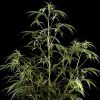 Neville´s Haze feminizada de Green House Seeds