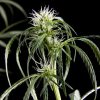 Neville´s Haze feminizada de Green House Seeds