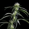 Neville´s Haze feminizada de Green House Seeds
