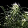 Neville´s Haze feminizada de Green House Seeds