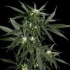 Neville´s Haze feminizada de Green House Seeds