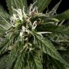 Neville´s Haze feminizada de Green House Seeds