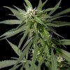 Neville´s Haze feminizada de Green House Seeds