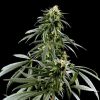 Neville´s Haze feminizada de Green House Seeds
