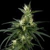 Neville´s Haze feminizada de Green House Seeds
