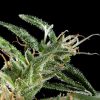 Neville´s Haze feminizada de Green House Seeds