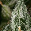 Neville´s Haze feminizada de Green House Seeds