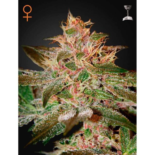 Pure Kush feminizada de Green House Seeds