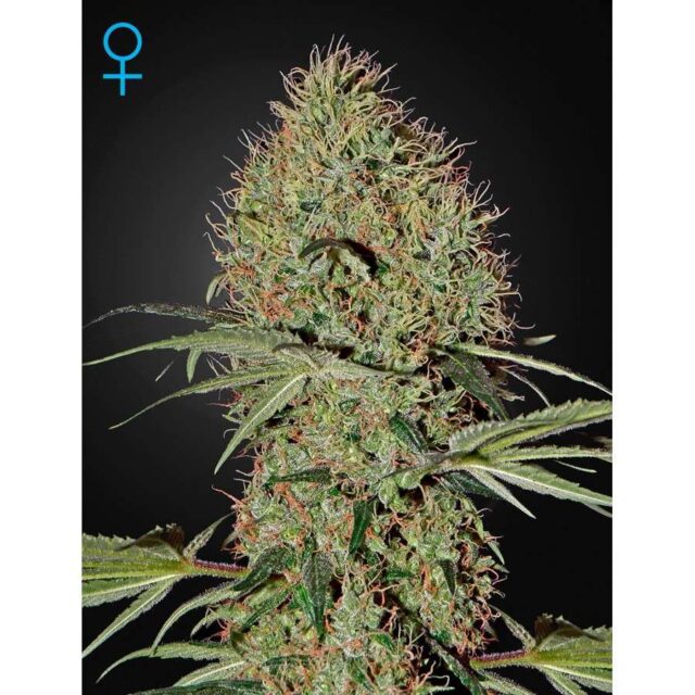 Super Bud Auto de Green House Seeds