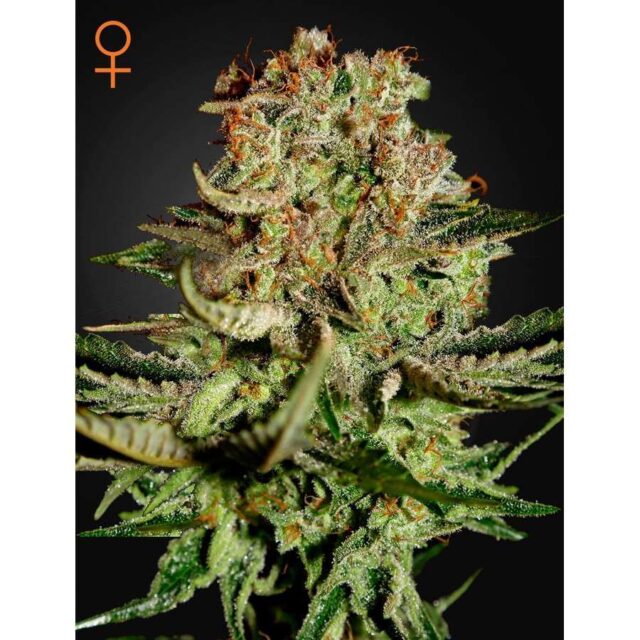 Super Critical feminizada de Green House Seeds