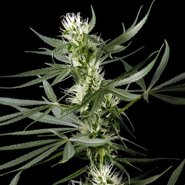 Super Silver Haze CBD feminizada de Green House Seeds