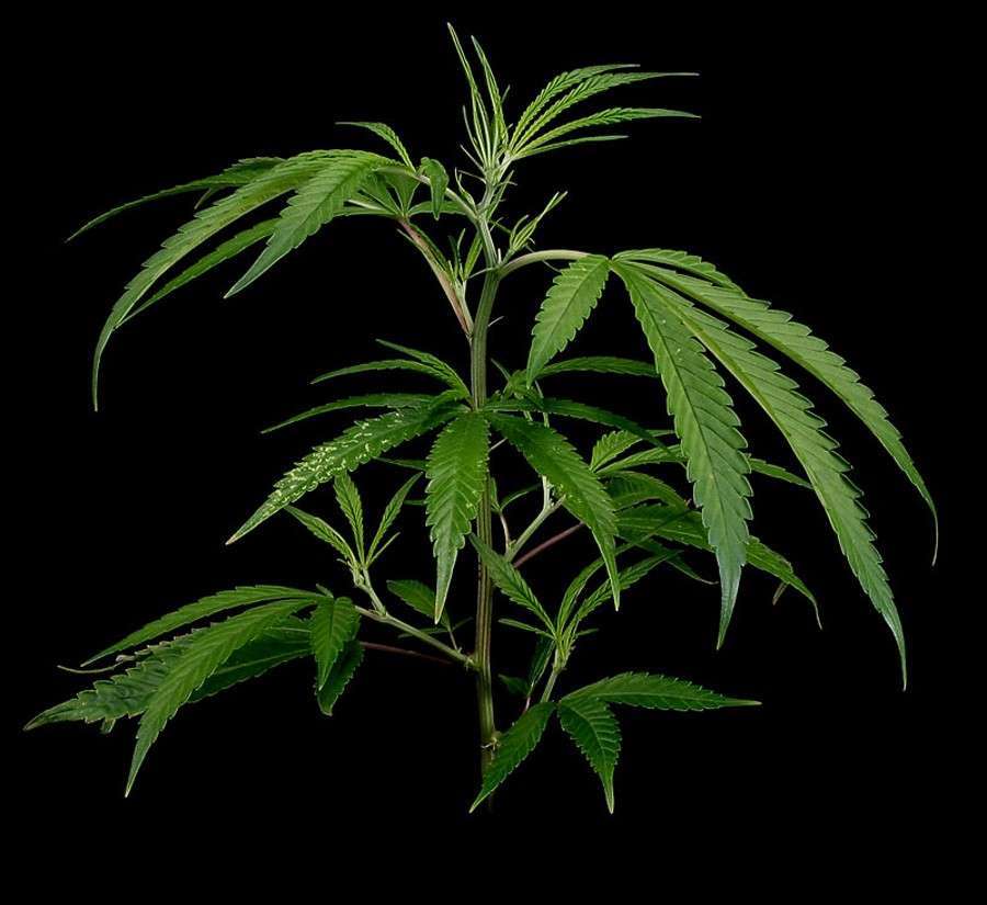 Super Silver Haze CBD feminizada de Green House Seeds