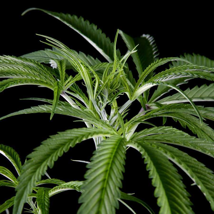 Super Silver Haze CBD feminizada de Green House Seeds