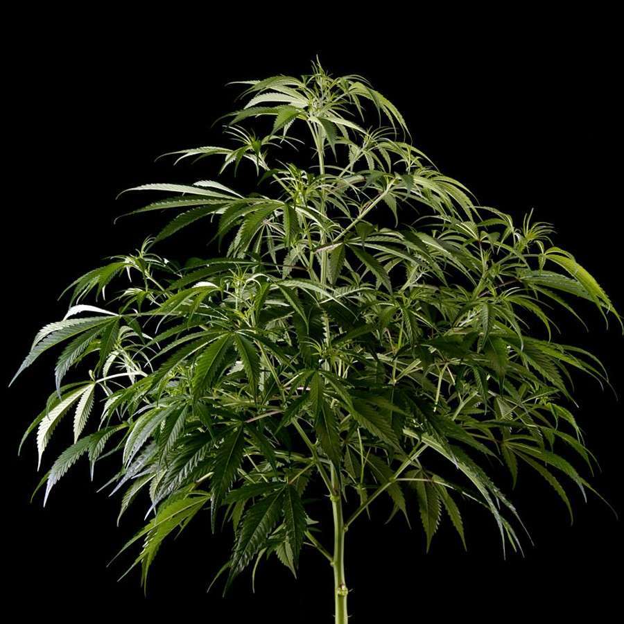 Super Silver Haze CBD feminizada de Green House Seeds