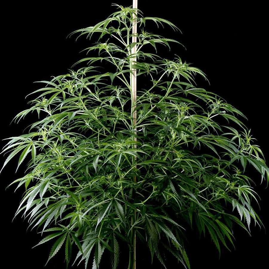 Super Silver Haze CBD feminizada de Green House Seeds