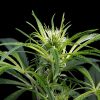 Super Silver Haze CBD feminizada de Green House Seeds