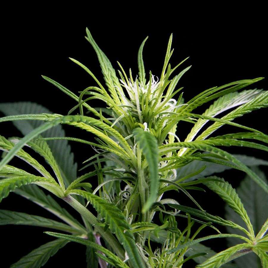 Super Silver Haze CBD feminizada de Green House Seeds