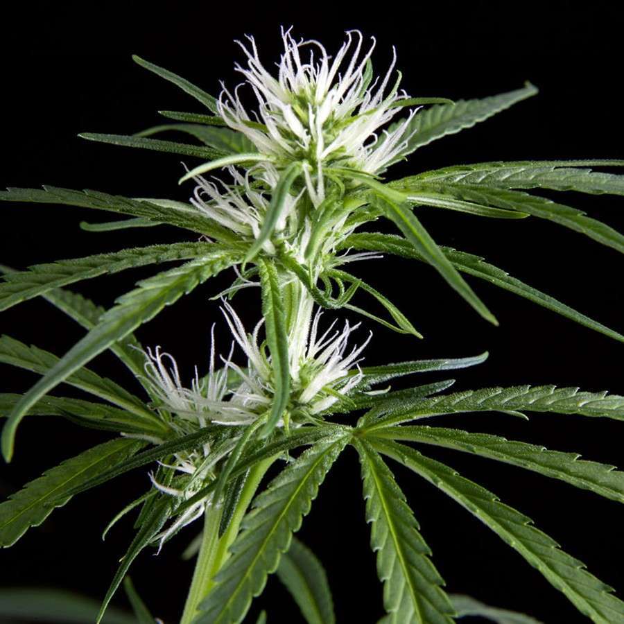 Super Silver Haze CBD feminizada de Green House Seeds