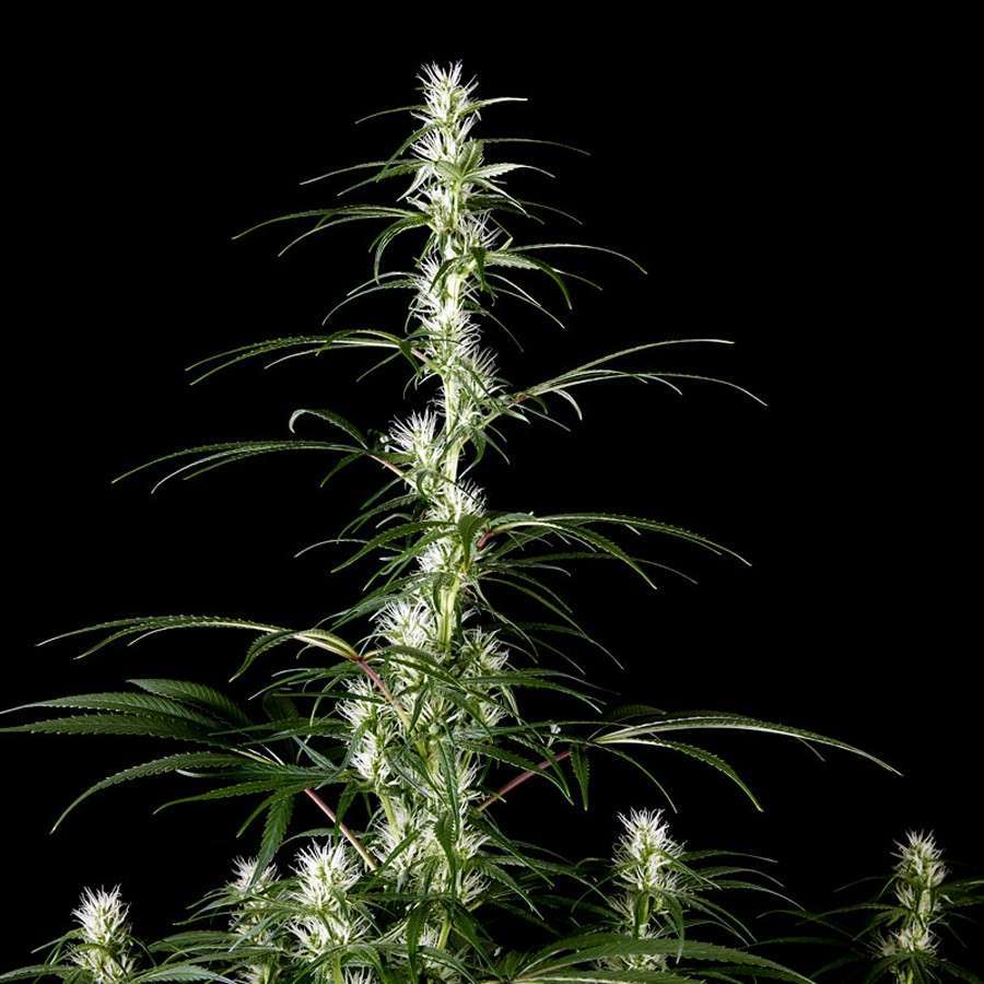 Super Silver Haze CBD feminizada de Green House Seeds