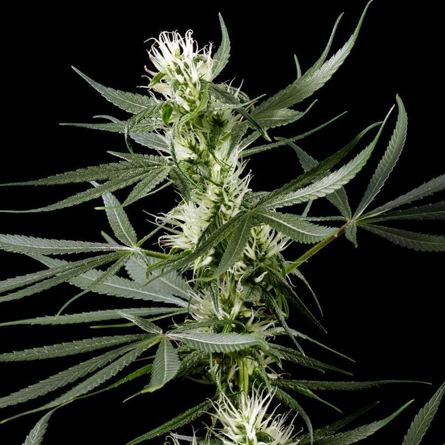 Super Silver Haze CBD feminizada de Green House Seeds