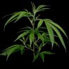 Super Silver Haze feminizada de Green House Seeds