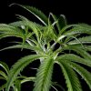 Super Silver Haze feminizada de Green House Seeds