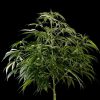 Super Silver Haze feminizada de Green House Seeds