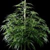 Super Silver Haze feminizada de Green House Seeds