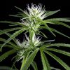 Super Silver Haze feminizada de Green House Seeds
