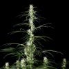 Super Silver Haze feminizada de Green House Seeds