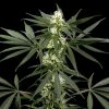 Super Silver Haze feminizada de Green House Seeds