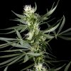 Super Silver Haze feminizada de Green House Seeds