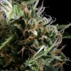 Super Silver Haze feminizada de Green House Seeds