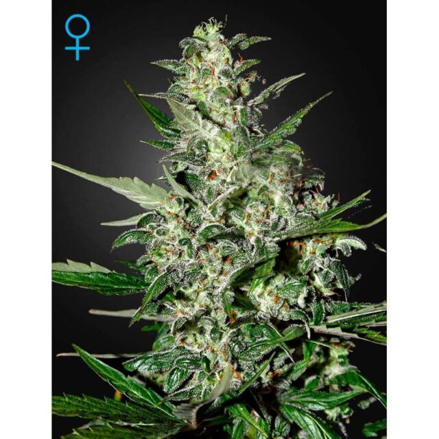 Super Critical Auto de Green House Seeds