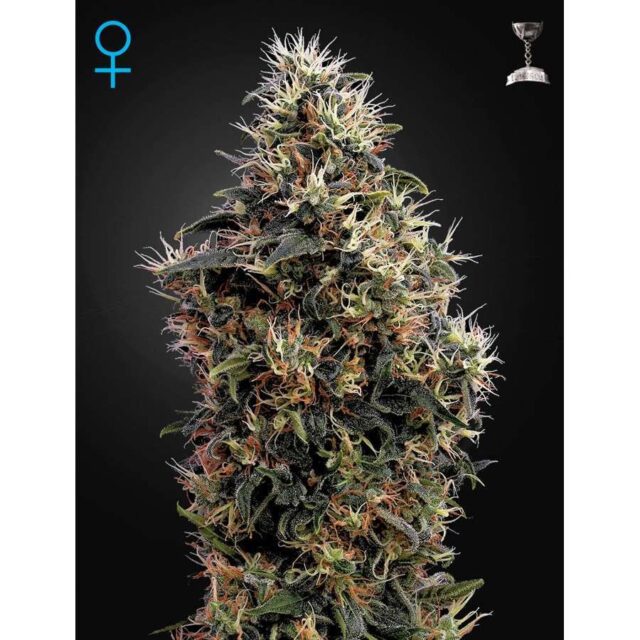 Sweet Mango Auto de Green House Seeds