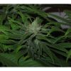 Train Wreck feminizada de Green House Seeds