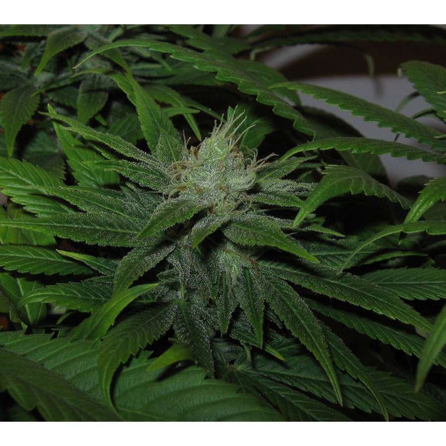Train Wreck feminizada de Green House Seeds - Imagen 2